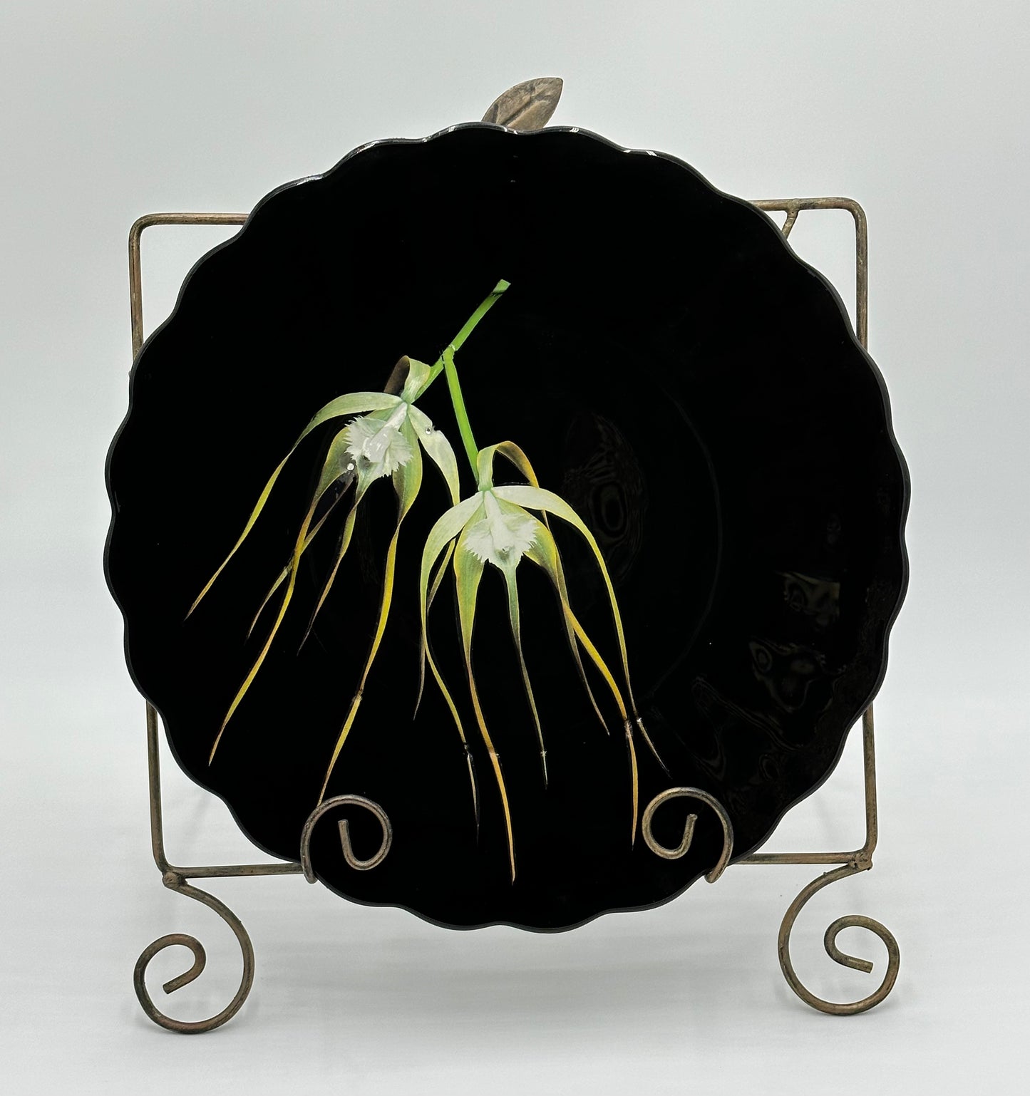 One-of-a-Kind Charger Plates in Black Lacquer with Various Orchids - 8 Plates in TOTAL "Splendor under Glass"